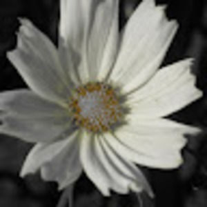 Meet your Posher, Charity